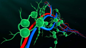A lymphatic system for a lymphatic massage specialist in Santa Barbara, CA